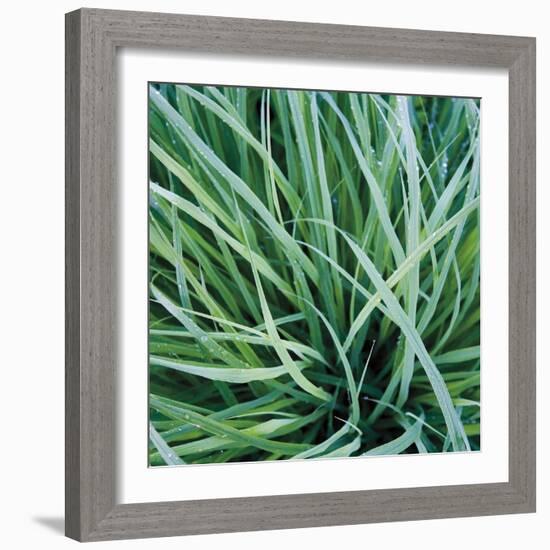 Grass with Morning Dew-Jan Bell-Framed Photographic Print