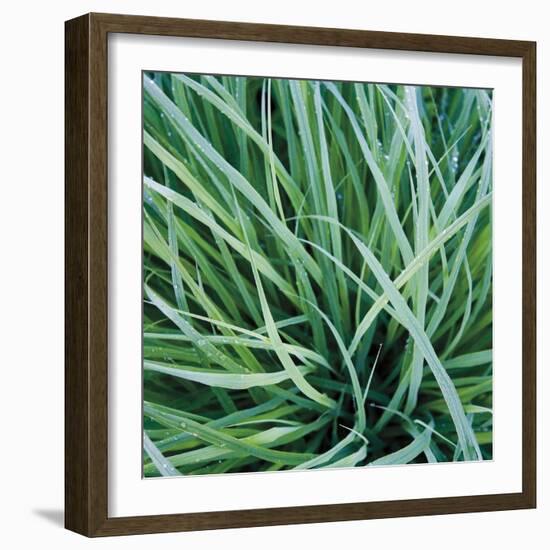 Grass with Morning Dew-Jan Bell-Framed Photographic Print