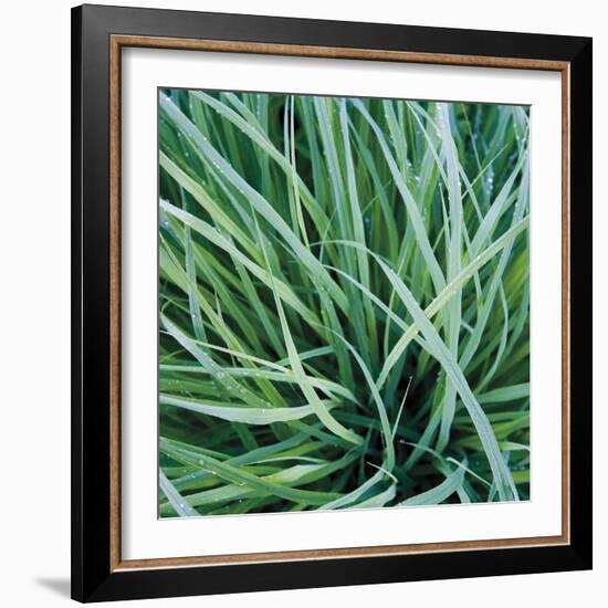 Grass with Morning Dew-Jan Bell-Framed Photographic Print