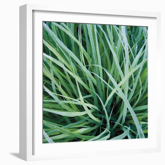 Grass with Morning Dew-Jan Bell-Framed Photographic Print