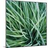 Grass with Morning Dew-Jan Bell-Mounted Photographic Print