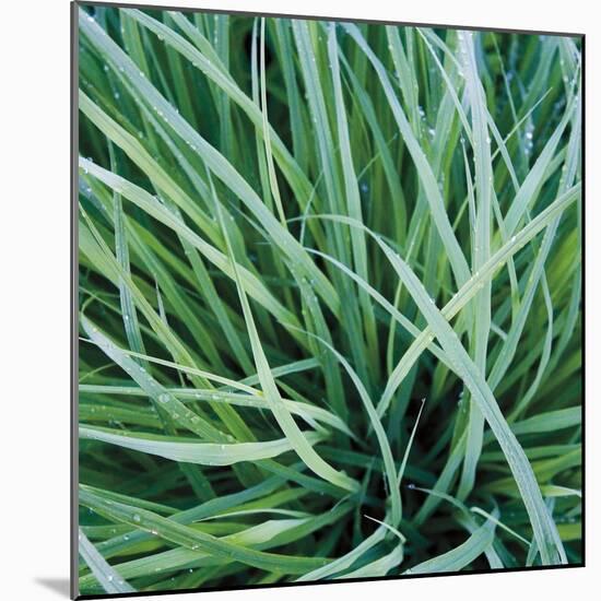 Grass with Morning Dew-Jan Bell-Mounted Photographic Print