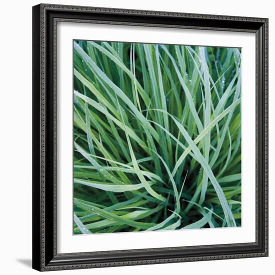 Grass with Morning Dew-Jan Bell-Framed Photographic Print