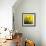 Grass (yellow), c.2011-Davide Polla-Framed Premium Giclee Print displayed on a wall