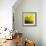 Grass (yellow), c.2011-Davide Polla-Framed Premium Giclee Print displayed on a wall