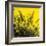 Grass (yellow), c.2011-Davide Polla-Framed Premium Giclee Print