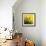 Grass (yellow), c.2011-Davide Polla-Framed Premium Giclee Print displayed on a wall