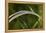 Grass-Gordon Semmens-Framed Premier Image Canvas