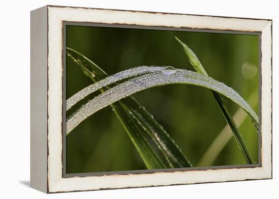 Grass-Gordon Semmens-Framed Premier Image Canvas