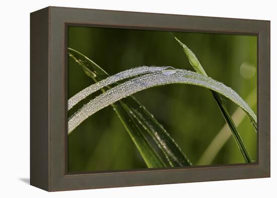 Grass-Gordon Semmens-Framed Premier Image Canvas