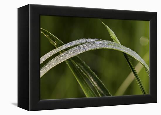 Grass-Gordon Semmens-Framed Premier Image Canvas