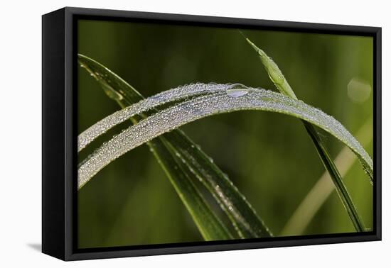 Grass-Gordon Semmens-Framed Premier Image Canvas