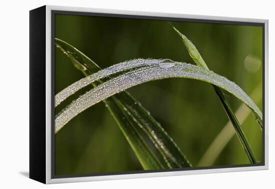 Grass-Gordon Semmens-Framed Premier Image Canvas