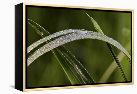 Grass-Gordon Semmens-Framed Premier Image Canvas