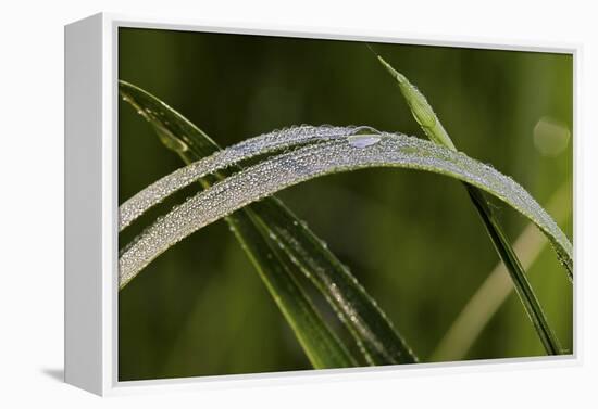 Grass-Gordon Semmens-Framed Premier Image Canvas