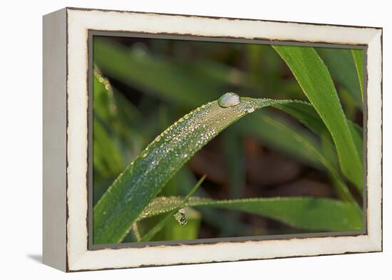 Grass-Gordon Semmens-Framed Premier Image Canvas