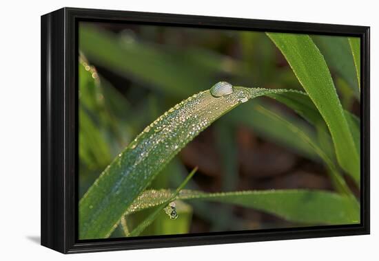 Grass-Gordon Semmens-Framed Premier Image Canvas