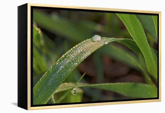 Grass-Gordon Semmens-Framed Premier Image Canvas