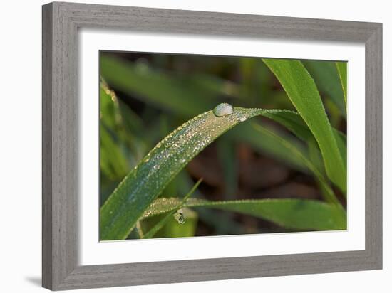 Grass-Gordon Semmens-Framed Photographic Print