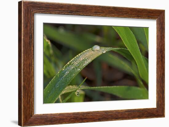 Grass-Gordon Semmens-Framed Photographic Print