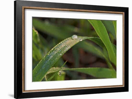 Grass-Gordon Semmens-Framed Photographic Print