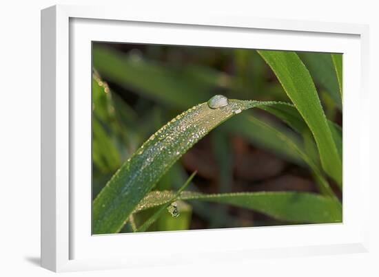 Grass-Gordon Semmens-Framed Photographic Print