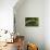 Grass-Gordon Semmens-Photographic Print displayed on a wall