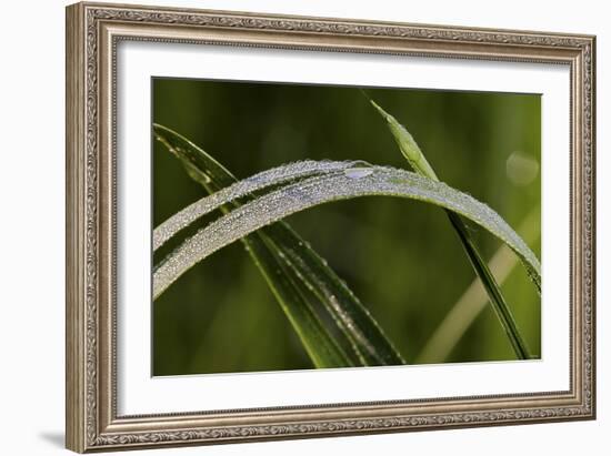 Grass-Gordon Semmens-Framed Photographic Print