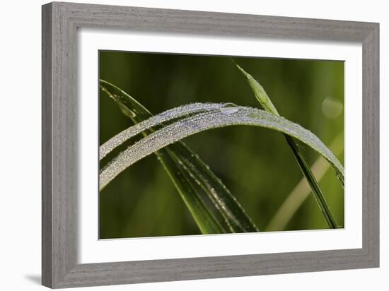 Grass-Gordon Semmens-Framed Photographic Print