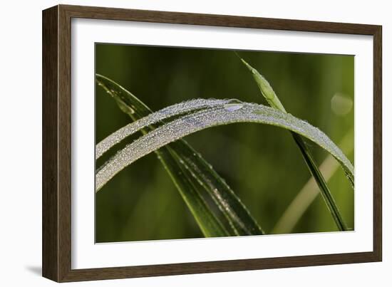 Grass-Gordon Semmens-Framed Photographic Print