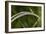 Grass-Gordon Semmens-Framed Photographic Print