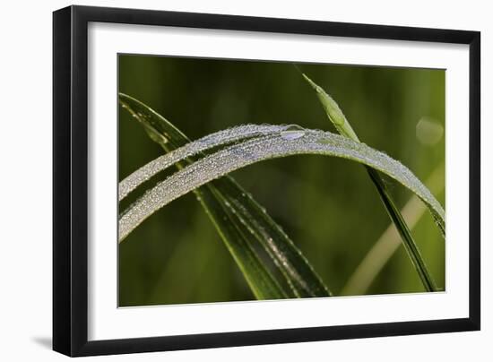 Grass-Gordon Semmens-Framed Photographic Print