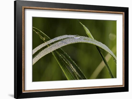 Grass-Gordon Semmens-Framed Photographic Print