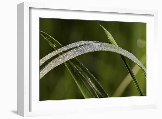 Grass-Gordon Semmens-Framed Photographic Print