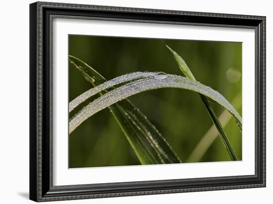 Grass-Gordon Semmens-Framed Photographic Print