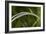 Grass-Gordon Semmens-Framed Photographic Print