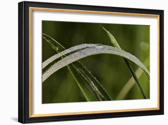 Grass-Gordon Semmens-Framed Photographic Print