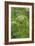 Grass-Vincent van Gogh-Framed Art Print