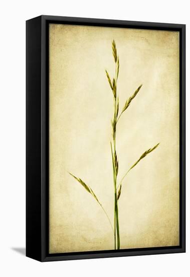 Grasses 1-Jessica Rogers-Framed Premier Image Canvas