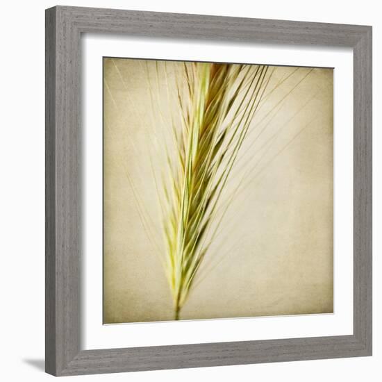 Grasses 3-Jessica Rogers-Framed Giclee Print