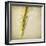 Grasses 3-Jessica Rogers-Framed Giclee Print