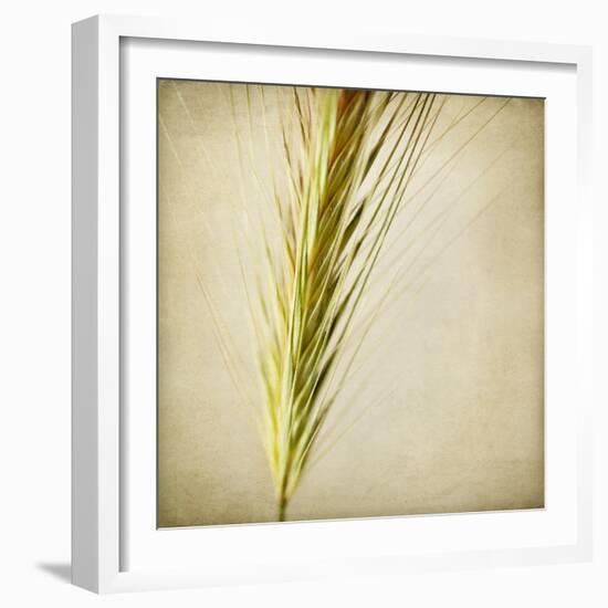 Grasses 3-Jessica Rogers-Framed Giclee Print