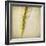 Grasses 3-Jessica Rogers-Framed Giclee Print