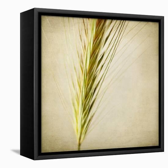 Grasses 3-Jessica Rogers-Framed Premier Image Canvas