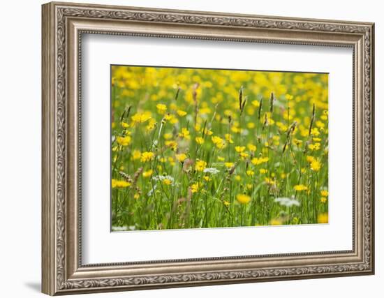 Grasses and Flowers in a Buttercup Meadow at Muker-Mark Sunderland-Framed Photographic Print