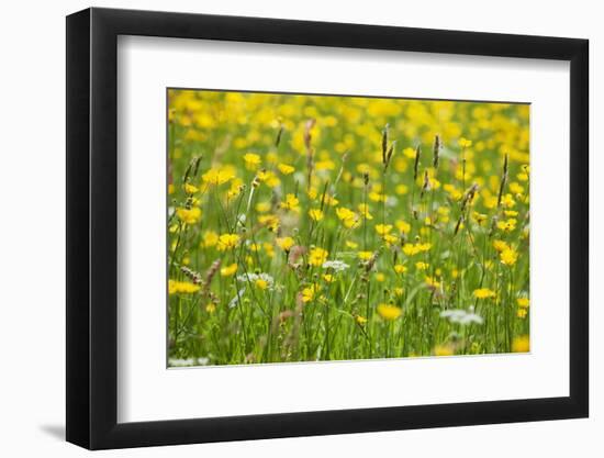 Grasses and Flowers in a Buttercup Meadow at Muker-Mark Sunderland-Framed Photographic Print