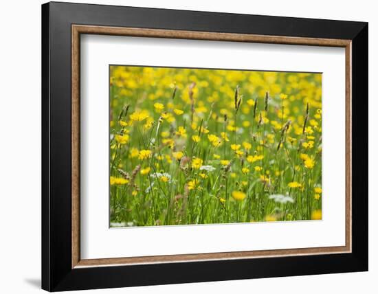 Grasses and Flowers in a Buttercup Meadow at Muker-Mark Sunderland-Framed Photographic Print