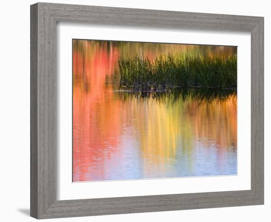 Grasses Growing in Water Reflecting, South Paris, Maine, USA-Wendy Kaveney-Framed Photographic Print