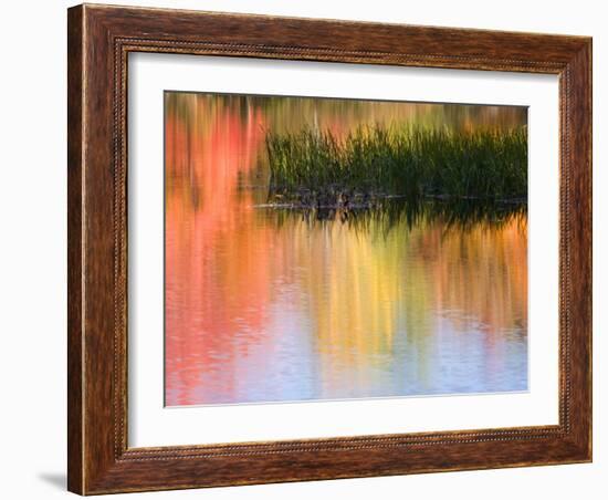 Grasses Growing in Water Reflecting, South Paris, Maine, USA-Wendy Kaveney-Framed Photographic Print