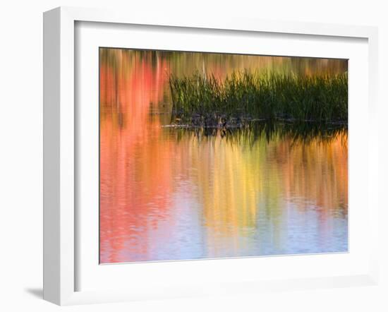 Grasses Growing in Water Reflecting, South Paris, Maine, USA-Wendy Kaveney-Framed Photographic Print